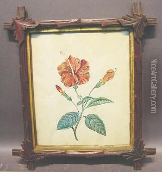Botanical Study Of Hibiscus Flower Oil Painting - India L. Horne