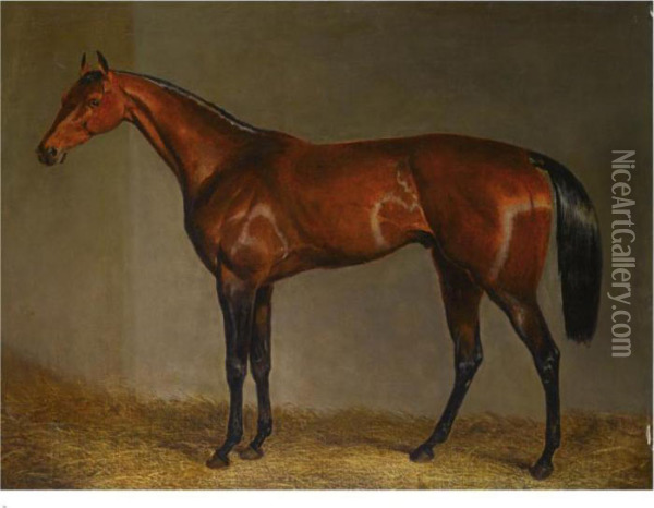 A Bay Racehorse In A Stable Oil Painting - John Frederick Herring Snr