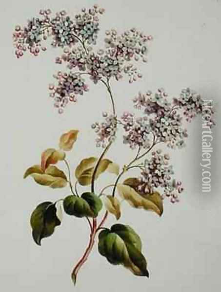 Scotch Lilac Oil Painting - John Edwards