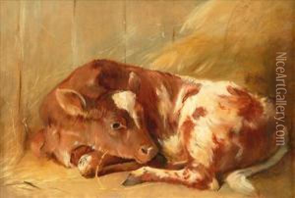 Study Of A Resting Calf Oil Painting - Arthur James Stark