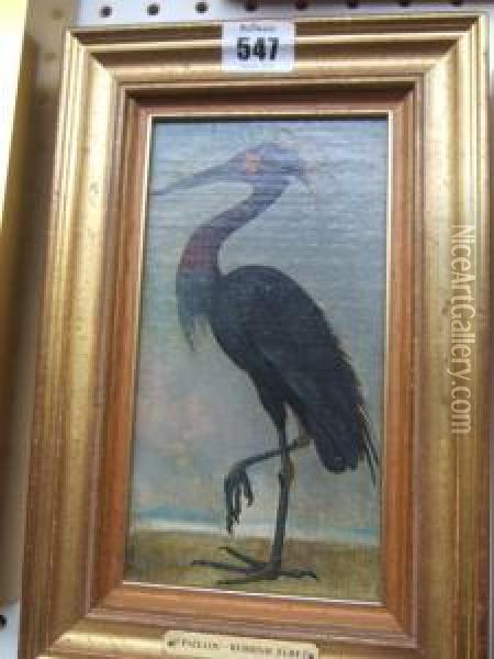 Shag: Phalacrocorax Aristotelis; Reddish Egret: Dichromanassa Rufesceus Oil Painting - Peter Paillou