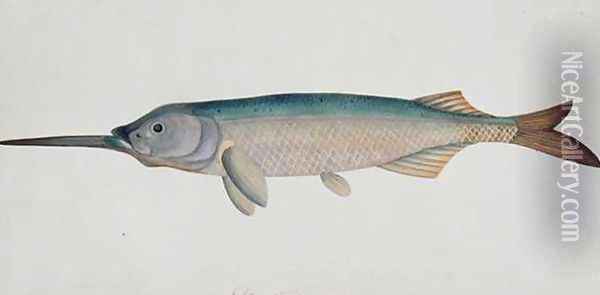 Eekan Todah Pindik, from 'Drawings of Fishes from Malacca', c.1805-18 Oil Painting - Anonymous Artist