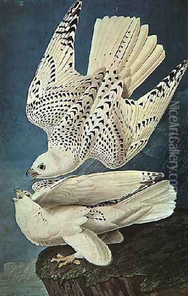 White Gerfalcons Oil Painting - John James Audubon