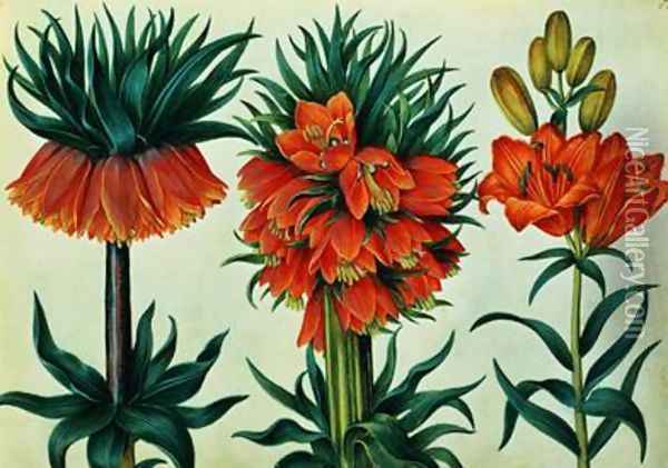 Crown Imperial Lily Oil Painting - Alexander Marshal