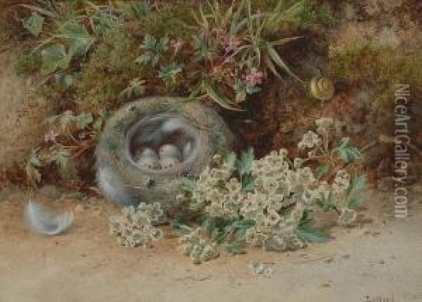 A Birds Nest With Blossom And A Snail By A Mossy Bank Oil Painting - John Sowden