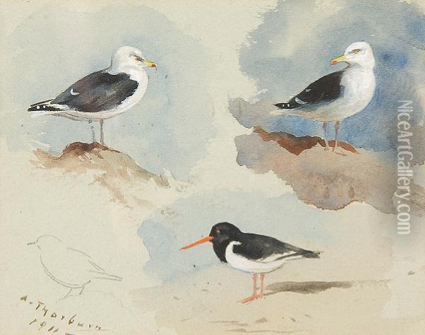Study Of Herring Gulls And Oystercatcher Oil Painting - Archibald Thorburn