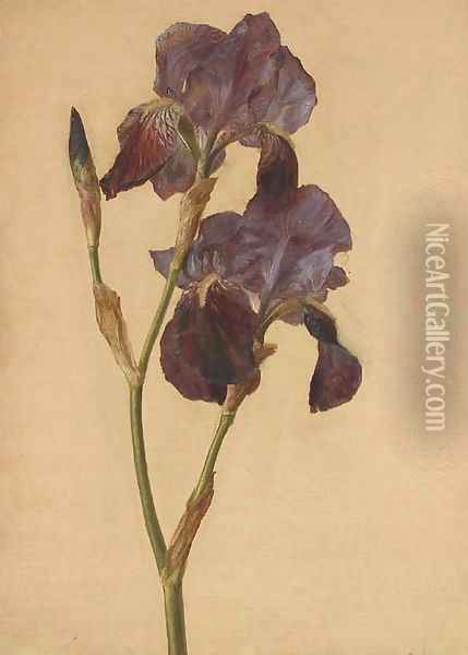 A purple iris Oil Painting - French School
