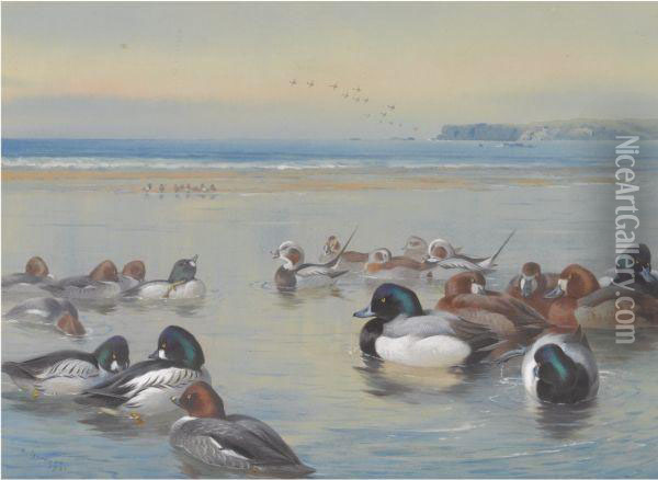 Ducks Along The Shoreline Oil Painting - Archibald Thorburn