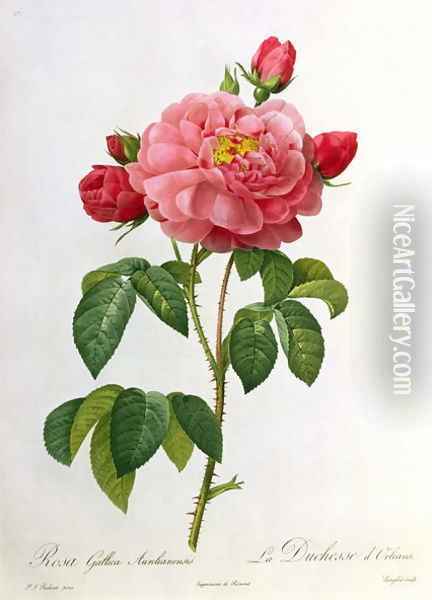 Rosa Gallica Aurelianensis, engraved by Eustache Hyacinthe Langlois 1777-1837 Oil Painting - Pierre-Joseph Redoute