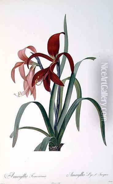 Amaryllis Formosissima, from Les Liliacees, 1808 Oil Painting - Pierre-Joseph Redoute
