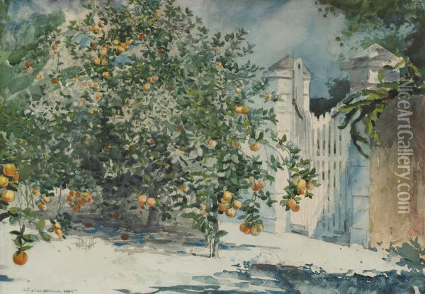Orange Trees And Gate Oil Painting - Winslow Homer