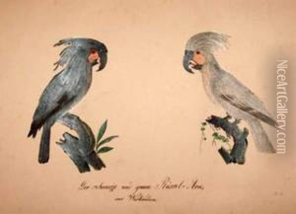 Two West
Indinan Parrots ... Oil Painting - Franz Anton von Scheidel