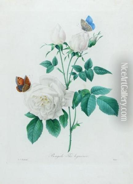 Bengale The Hymenee; Groseiller Rouge; Fleurs De Pommier Oil Painting - Pierre-Joseph Redoute