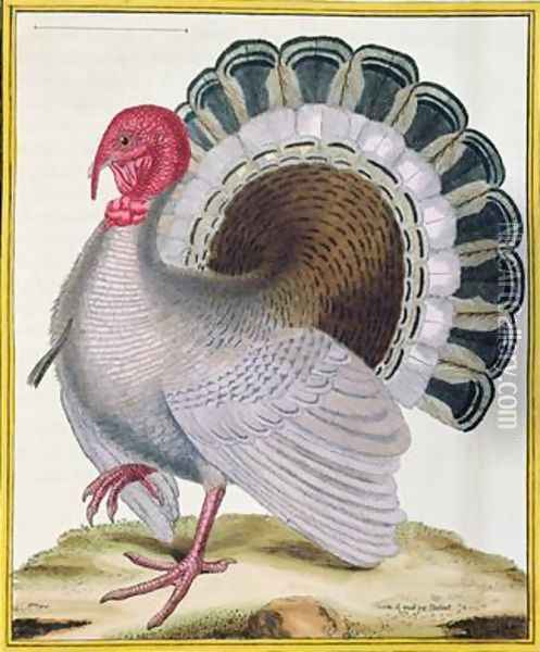 Turkey from Histoire Naturelle des Oiseaux by Georges de Buffon 1707-88 Oil Painting - Francois Nicolas Martinet