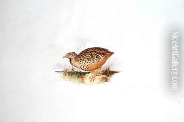 Grouse-like bird Oil Painting - Edward Lear