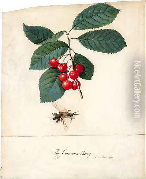 Prunus cerasus 'Carnation' (Carnation Cherry) and a Cockroach Oil Painting - Georg Dionysius Ehret