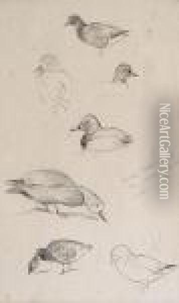 Studies Of Ducks, A Set Of Three Pencil Sketches Framed As One Oil Painting - Archibald Thorburn