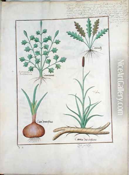 Illustration from The Book of Simple Medicines by Mattheaus Platearius d.c.1161 c.1470 52 Oil Painting - Robinet Testard