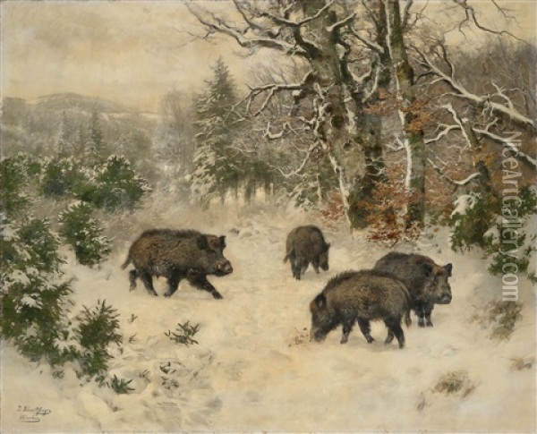 Wild Boar By The Woodland