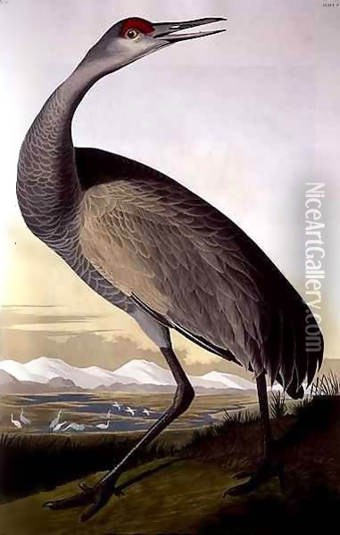 Sandhill Crane, from 'Birds of America' Oil Painting - John James Audubon