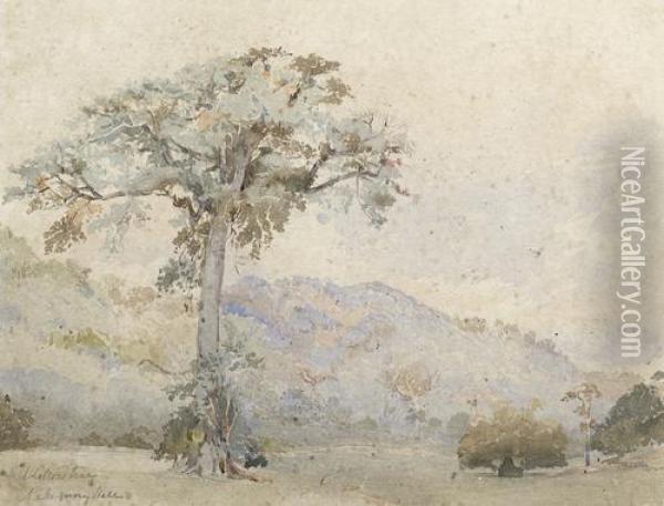 'silk Cotton Tree, Mahogany Hall Plantation' Oil Painting - Lionel Grimston Fawkes