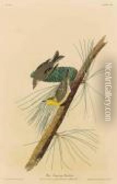 Pine Creeping Warbler Oil Painting - John James Audubon
