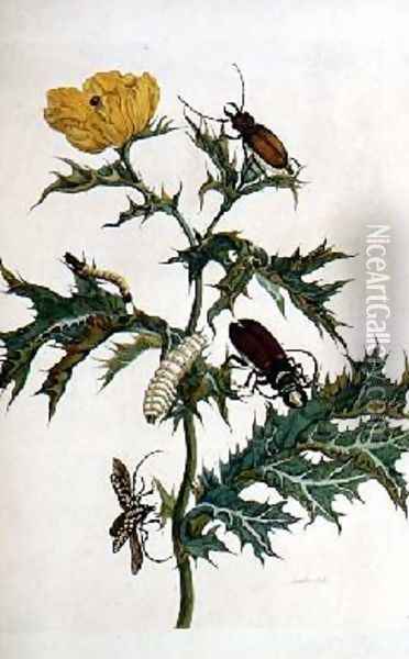 Cardos Spinosus Beetles and Caterpillars plate 69 from Over de Voorteling 1730 Oil Painting - Maria Sibylla Merian