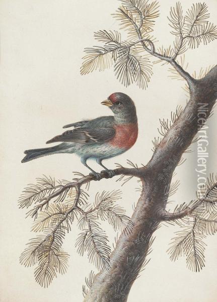 A Bird, Probably A Bullfinch, On A Pine Branch Oil Painting - Christophe-Ludwig Agricola