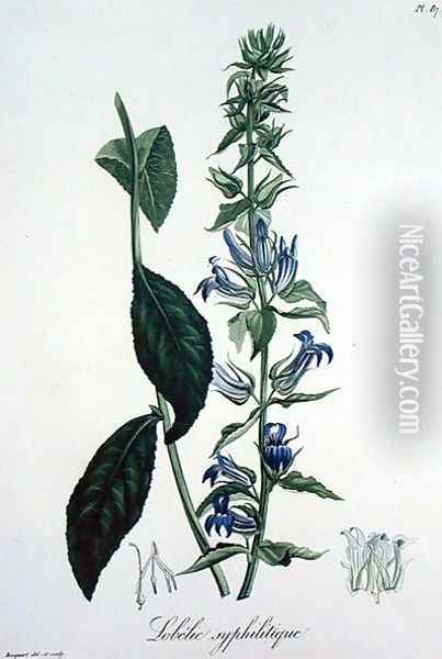 Lobelia Siphilitica from Phytographie Medicale Oil Painting - L.F.J. Hoquart