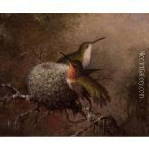 Two Ruby Throats By Their Nest Oil Painting - Martin Johnson Heade