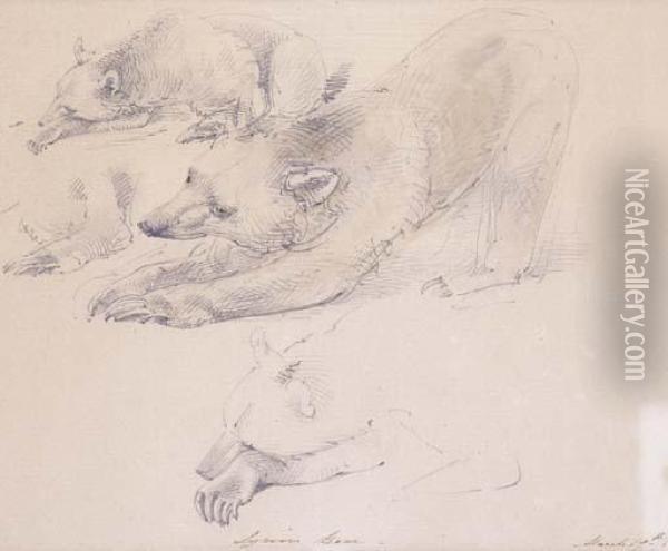 Bear Study Oil Painting - William Strutt