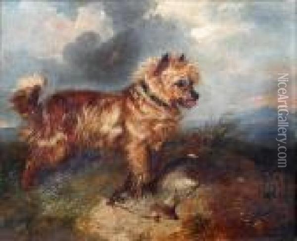 Terrier With A Rabbit Oil Painting - George Armfield