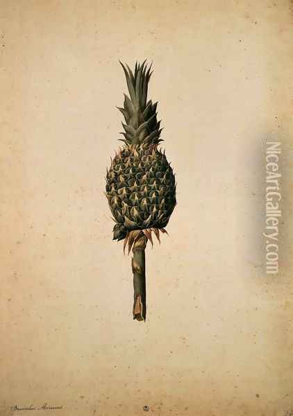 Pineapple (Bromelia ananas) Oil Painting - Jacopo Ligozzi
