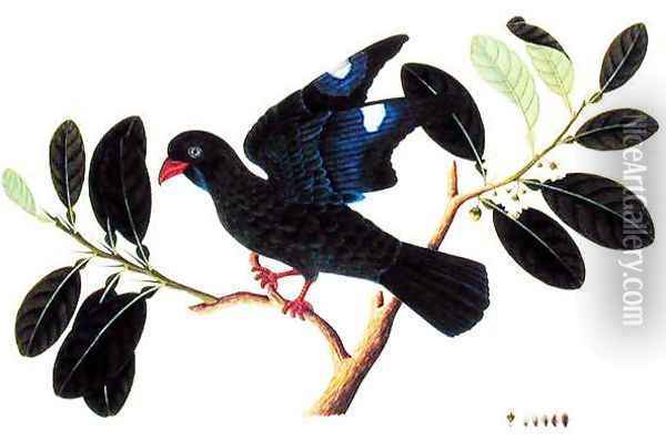 Boorong Tanou, from 'Drawings of Birds from Malacca', c.1805-18 Oil Painting - Anonymous Artist