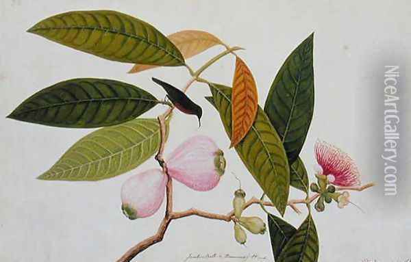 Jamboo, Boll and Humming Bird, from 'Drawings of Birds from Malacca', c.1805-18 Oil Painting - Anonymous Artist