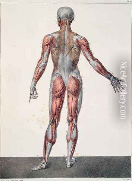 Anatomy of the human body Oil Painting - Nicolas Henri Jacob