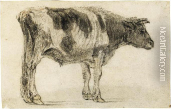 B) Study Of A Grazing Bull, Seen From Behind Oil Painting - Paulus Potter