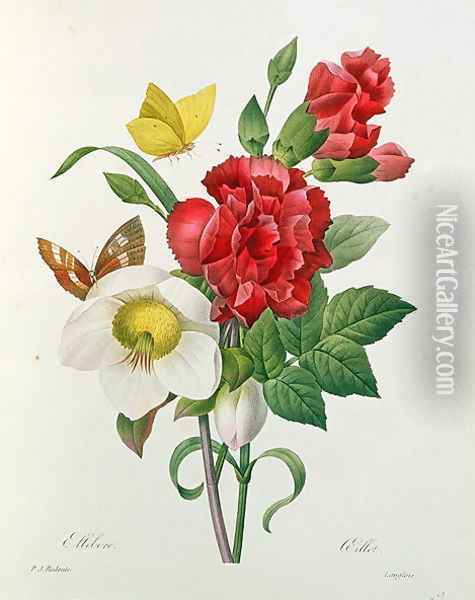Christmas Rose, Helleborus niger and Red Carnation with Butterflies, from Les Choix des Plus Belles Fleurs by Pierre Redoute 1759-1840 Oil Painting - Pierre-Joseph Redoute