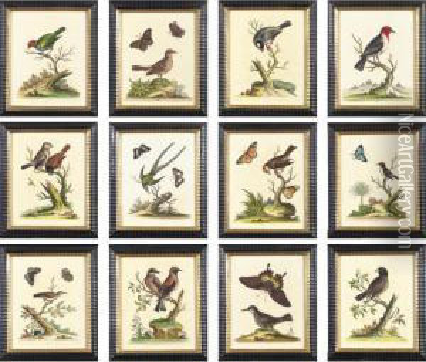 Twelve Hand-colored Engravings Of Birds Oil Painting - George Edwards