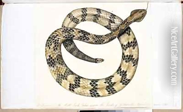 The Rattle Snake Oil Painting - William Bartram