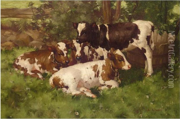 Calves Resting Oil Painting - David Gauld