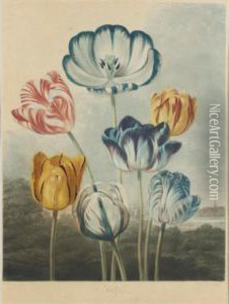 Tulips Oil Painting - George Philip Reinagle