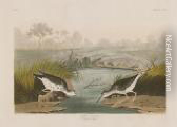 Spotted Sandpiper Oil Painting - John James Audubon