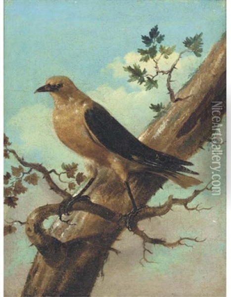 Bird On A Branch (+ Another; Pair) Oil Painting - Johann Matthias Wurzer