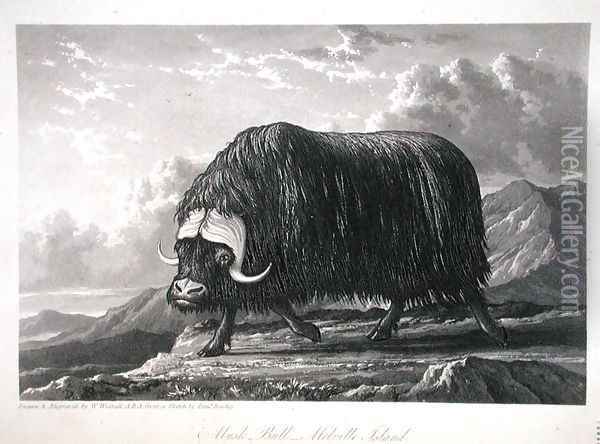 Musk Bull, Melville Island, from Journal of a Voyage for the Discovery of a North West Passage from the Atlantic to the Pacific performed in the Years 1819-20, by William Edward Parry, published 1821 Oil Painting - William Westall