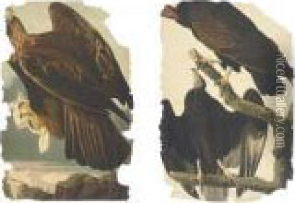 Turkey Buzzard And Golden Eagle Oil Painting - John James Audubon