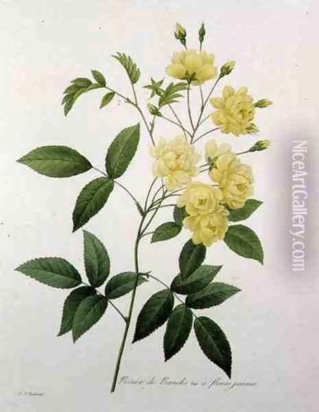 Rosa banksiae Bankss rose, from Choix des Plus Belles Fleurs, 1827 Oil Painting - Pierre-Joseph Redoute