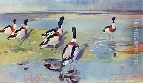 Shelducks on the Flats, illustration from Wildfowl and Waders Oil Painting - Frank Southgate