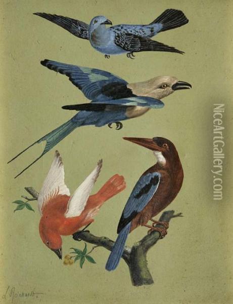 Paradiesvogel Oil Painting - Louis, Ludwig Reinhardt