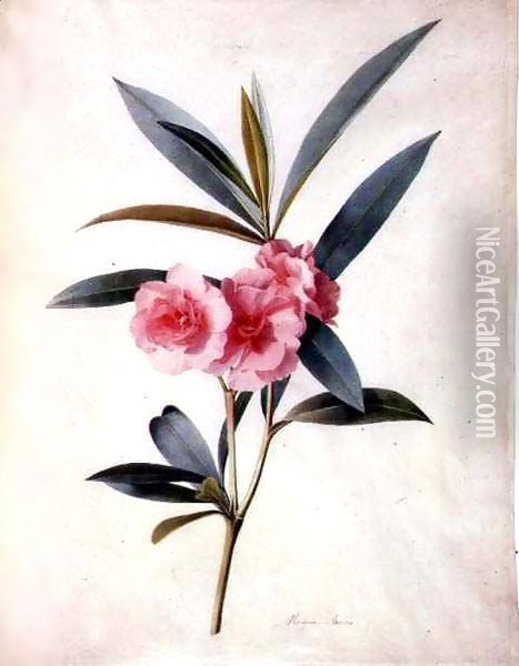 Nerium Oleander (Rose Bay) Oil Painting - Marie-Anne